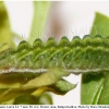 neolycaena rhymnus larva3a